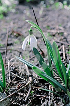 White snowdrop flower