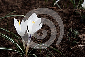 White snowdrop flower blossomed. Spring is a new life. Scientific name Crocus flavus