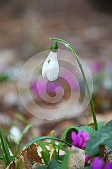 White Snowdrop flower on forest floor photo