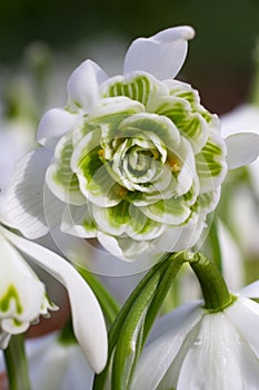 White snowdrop flower (Galanthus)