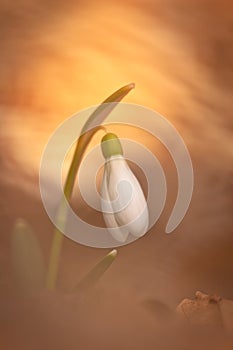 White snowdrop flower in snow with abstract colorful bokeh background. Magic view of spring flower