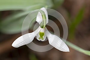 White snowdrop flower