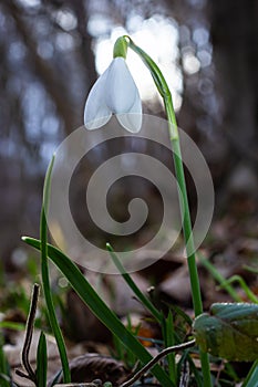 White snowdrop flowers close up. Galanthus blossoms illuminated by the sun in the green blurred background, early spring.