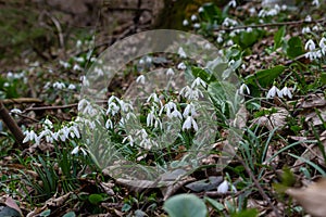 White snowdrop flowers close up. Galanthus blossoms illuminated by the sun in the green blurred background, early spring.