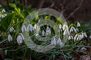 White snowdrop flowers close up. Galanthus blossoms illuminated by the sun in the green blurred background, early spring.