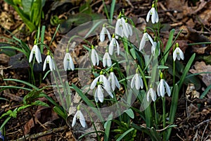 White snowdrop flowers close up. Galanthus blossoms illuminated by the sun in the green blurred background, early spring.