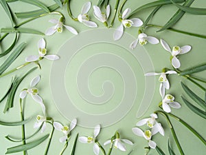 White snowdrop flowers frame on a green background. Flat lay. Top view