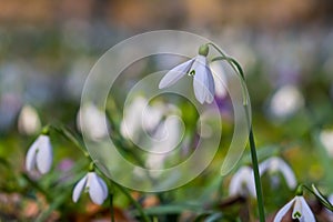 White snowdrop flowers. Galanthus blossoms illuminated by the sun in the green blurred background, early spring. Galanthus nivalis