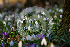 White snowdrop flowers. Galanthus blossoms illuminated by the sun in the green blurred background, early spring. Galanthus nivalis