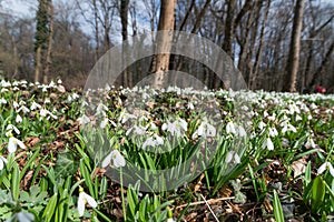 White snowdrop