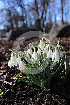 white snowdrop flowers in the sun, spring flowers, beauty of nature, delicate petals, spring, nature blooming, walk in a city park