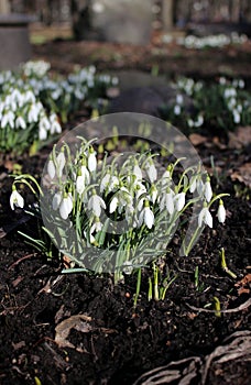 white snowdrop flowers in the sun, spring flowers, beauty of nature, delicate petals, spring, nature blooming, walk in a city park