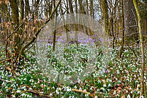 White snowdrop (Galanthus nivalis) spring