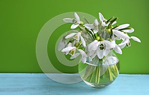 White snowdrop or Galanthus nivalis spring flowers in a glass vase on a green  blue background.