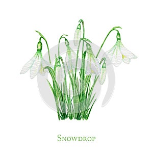 White Snowdrop spring easter flowers with Fresh green leafs. Delicate Snowdrops first flower bouquet the spring symbols