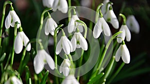 White snowdrops are awakened by the sunshine and open