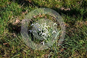 White snowdrops. Blurred foreground. Green horizontal backdrop
