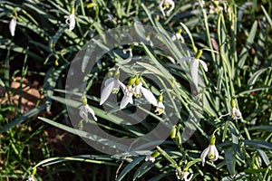 White snowdrops. Blurred foreground. Green horizontal backdrop