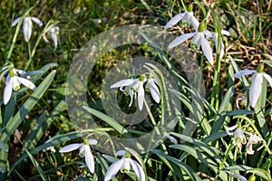 White snowdrops. Blurred foreground. Green horizontal backdrop