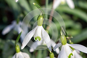 White snowdrops. Blurred foreground. Green horizontal backdrop