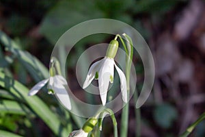 White snowdrops. Blurred foreground. Green horizontal backdrop