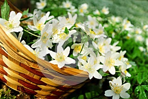 White snowdrops in the forest