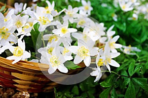 White snowdrops in the forest