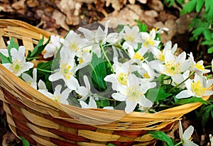 White snowdrops in the forest.