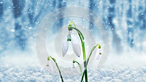 White snowdrops in the forest on a background of trees during a snowfall