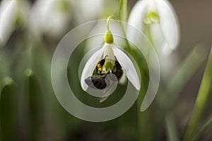 White snowdrops Galanthus nivalis is the first spring flower, close up, macro. Blooming tender snowdrops with bee in the garden