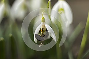 White snowdrops Galanthus nivalis is the first spring flower, close up, macro. Blooming tender snowdrops with bee in the garden