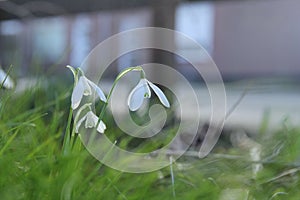 White snowdrops between green grasses in winter