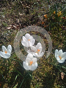 These are white snowdrops from my garden saffron is plentiful. but I prefer white they are very tender and beautiful