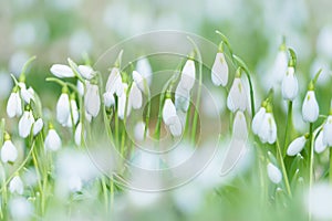White snowdrops shot at long focal length. Blurred foreground photo