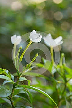 White Snowflake Flower or Wrightia antidysenterica flower