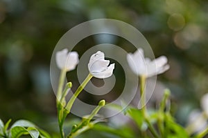 White Snowflake Flower or Wrightia antidysenterica flower