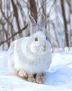 White snowshoe hare or Varying hare closeup in a Canadian winter