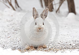 A White Snowshoe hare or Varying hare closeup in winter in Canada
