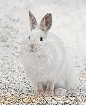 White Snowshoe hare or Varying hare closeup in winter in Canada