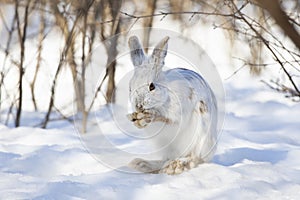 A white Snowshoe hare or Varying hare cleaning itâ€™s whiskers in the winter snow in Ottawa, Canada