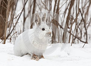 White snowshoe hare or Varying hare closeup in a Canadian winter