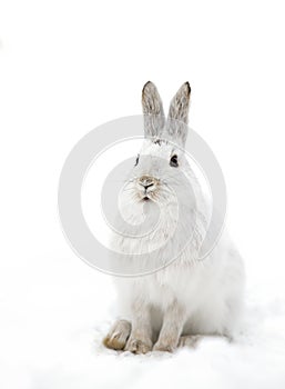 A White Snowshoe hare or Varying hare closeup in winter in Canada