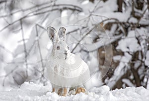 A White snowshoe hare or Varying hare closeup in winter in Canada