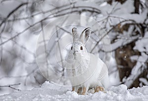 A White snowshoe hare or Varying hare closeup in winter in Canada