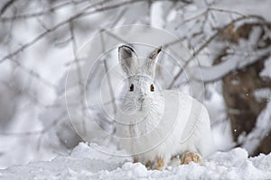 A White snowshoe hare or Varying hare closeup in winter in Canada