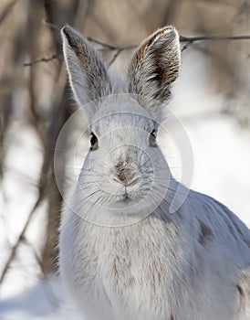 A white Snowshoe hare or Varying hare closeup in winter in Ottawa, Canada