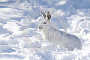 A White snowshoe hare or Varying hare running through the winter snow in Canada