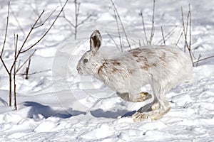 A White snowshoe hare or Varying hare running through the winter snow in Canada