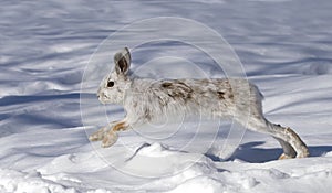 A White snowshoe hare or Varying hare running through the winter snow in Canada