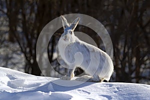 A White Snowshoe hare or Varying hare sitting in the snow in winter in Canada